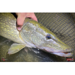 Nymfa REDBASS Nr. 1 XXL - 200 mm - 1 ks