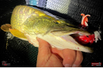 Nymfa REDBASS Nr. 1 XX - 155 mm - 1 ks