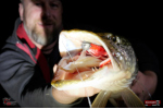 Nymfa REDBASS Nr. 1 XX - 155 mm - 1 ks
