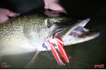 Nymfa REDBASS Nr. 1 XX - 155 mm - 1 ks