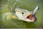 Nymfa REDBASS Nr. 1 XX - 155 mm - 1 ks