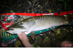 Nymfa REDBASS Nr. 1 XX - 155 mm - 1 ks