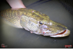 Nymfa REDBASS Nr. 1 XX - 155 mm - 1 ks