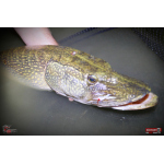 Nymfa REDBASS Nr. 1 XXL - 200 mm - 1 ks