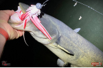 Nymfa REDBASS Nr. 1 XX - 155 mm - 1 ks