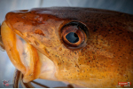Nymfa REDBASS Nr. 1 XX - 155 mm - 1 ks