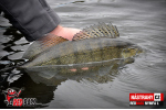 Nymfa REDBASS Nr. 1 L - 80 mm - balenie 5 ks