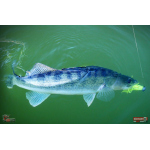 Nymfa REDBASS Nr. 1 L - 80 mm - 1 ks