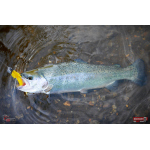 Nymfa REDBASS Nr. 1 L - 80 mm - 1 ks