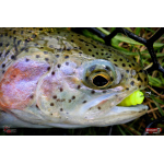 Nymfa REDBASS Nr. 1 L - 80 mm - 1 ks