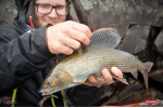 Nymfa REDBASS Nr. 1 L - 80 mm - balenie 5 ks
