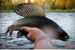 Nymfa REDBASS Nr. 1 L - 80 mm - balenie 5 ks