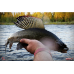 Nymfa REDBASS Nr. 1 L - 80 mm - 1 ks