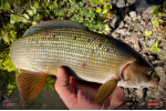 Nymfa REDBASS Nr. 1 L - 80 mm - balenie 5 ks