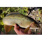 Nymfa REDBASS Nr. 1 L - 80 mm - 1 ks