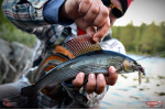 Nymfa REDBASS Nr. 1 L - 80 mm - balenie 5 ks
