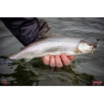 Nymfa REDBASS Nr. 1 L - 80 mm - 1 ks