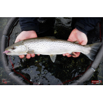 Nymfa REDBASS Nr. 1 L - 80 mm - 1 ks
