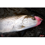 Nymfa REDBASS Nr. 1 L - 80 mm - 1 ks