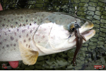 Nymfa REDBASS Nr. 1 L - 80 mm - balenie 5 ks