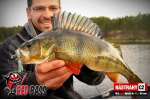 Nymfa REDBASS Nr. 1 L - 80 mm - balenie 5 ks