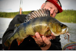 Nymfa REDBASS Nr. 1 L - 80 mm - balenie 5 ks
