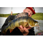 Nymfa REDBASS Nr. 1 L - 80 mm - 1 ks