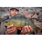 Nymfa REDBASS Nr. 1 L - 80 mm - 1 ks