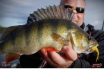 Nymfa REDBASS Nr. 1 L - 80 mm - balenie 5 ks
