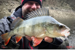 Nymfa REDBASS Nr. 1 L - 80 mm - balenie 5 ks