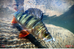 Nymfa REDBASS Nr. 1 L - 80 mm - balenie 5 ks