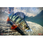 Nymfa REDBASS Nr. 1 L - 80 mm - 1 ks
