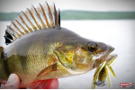 Nymfa REDBASS Nr. 1 L - 80 mm - balenie 5 ks