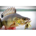 Nymfa REDBASS Nr. 1 L - 80 mm - 1 ks