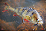 Nymfa REDBASS Nr. 1 L - 80 mm - balenie 5 ks