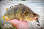 Nymfa REDBASS Nr. 1 L - 80 mm - balenie 5 ks