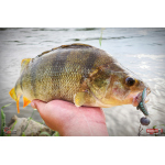 Nymfa REDBASS Nr. 1 L - 80 mm - 1 ks