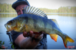 Nymfa REDBASS Nr. 1 L - 80 mm - balenie 5 ks
