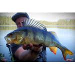 Nymfa REDBASS Nr. 1 L - 80 mm - 1 ks