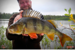 Nymfa REDBASS Nr. 1 L - 80 mm - balenie 5 ks