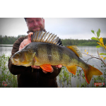 Nymfa REDBASS Nr. 1 L - 80 mm - 1 ks