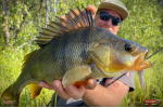Nymfa REDBASS Nr. 1 L - 80 mm - balenie 5 ks
