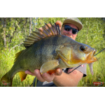 Nymfa REDBASS Nr. 1 L - 80 mm - 1 ks