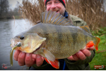 Nymfa REDBASS Nr. 1 L - 80 mm - balenie 5 ks
