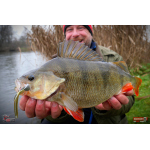 Nymfa REDBASS Nr. 1 L - 80 mm - 1 ks
