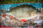 Nymfa REDBASS Nr. 1 L - 80 mm - balenie 5 ks