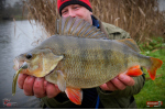 Nymfa REDBASS Nr. 1 L - 80 mm - balenie 5 ks