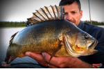 Nymfa REDBASS Nr. 1 L - 80 mm - balenie 5 ks