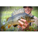 Nymfa REDBASS Nr. 1 L - 80 mm - 1 ks