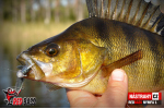 Nymfa REDBASS Nr. 1 L - 80 mm - balenie 5 ks